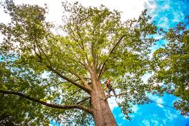 Best Tree and Shrub Care  in Lumbine, CO