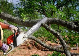 Best Tree Mulching  in Lumbine, CO