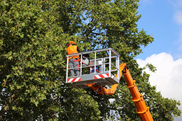 Best Tree Removal  in Lumbine, CO