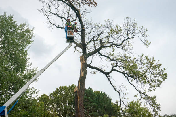 Best Emergency Tree Removal  in Lumbine, CO