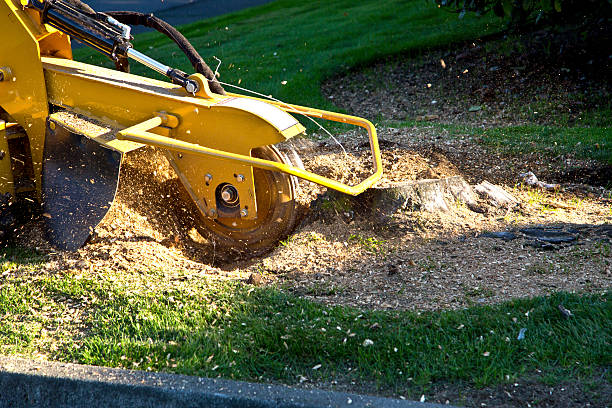 Best Grass Overseeding  in Lumbine, CO