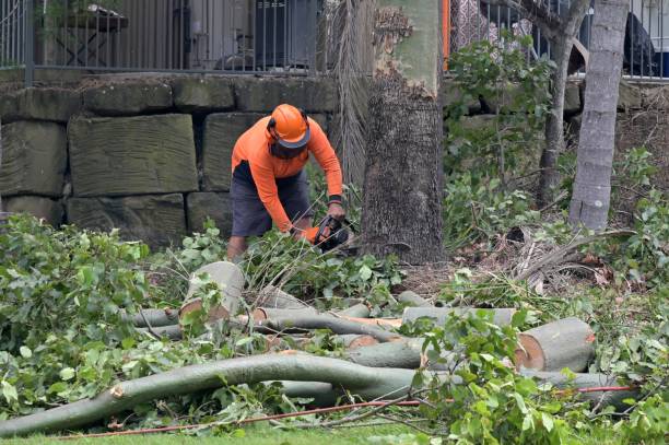 Best Storm Damage Tree Cleanup  in Lumbine, CO