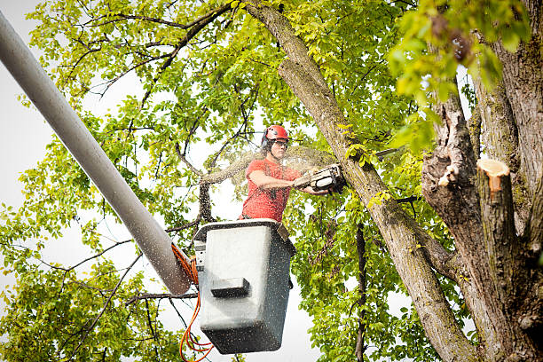 Best Utility Line Clearance  in Lumbine, CO