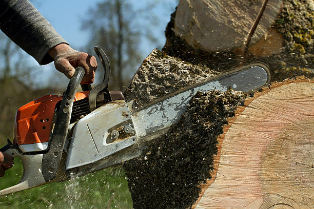 Columbine, CO Tree Removal Company