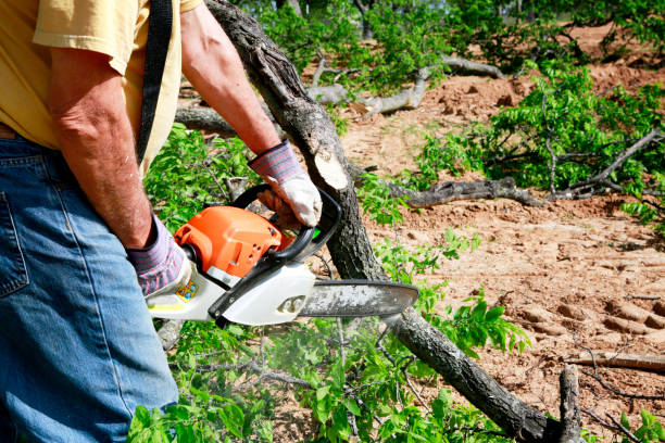 Best Tree Health Inspection  in Lumbine, CO